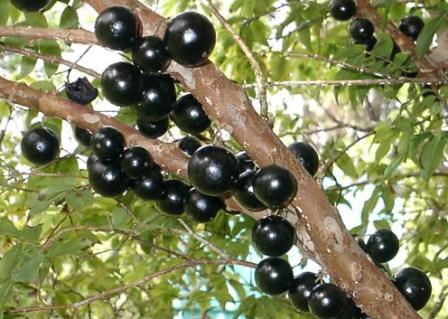 Jaboticaba Tree